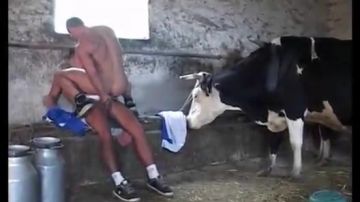 Fucking in fromt of a cow